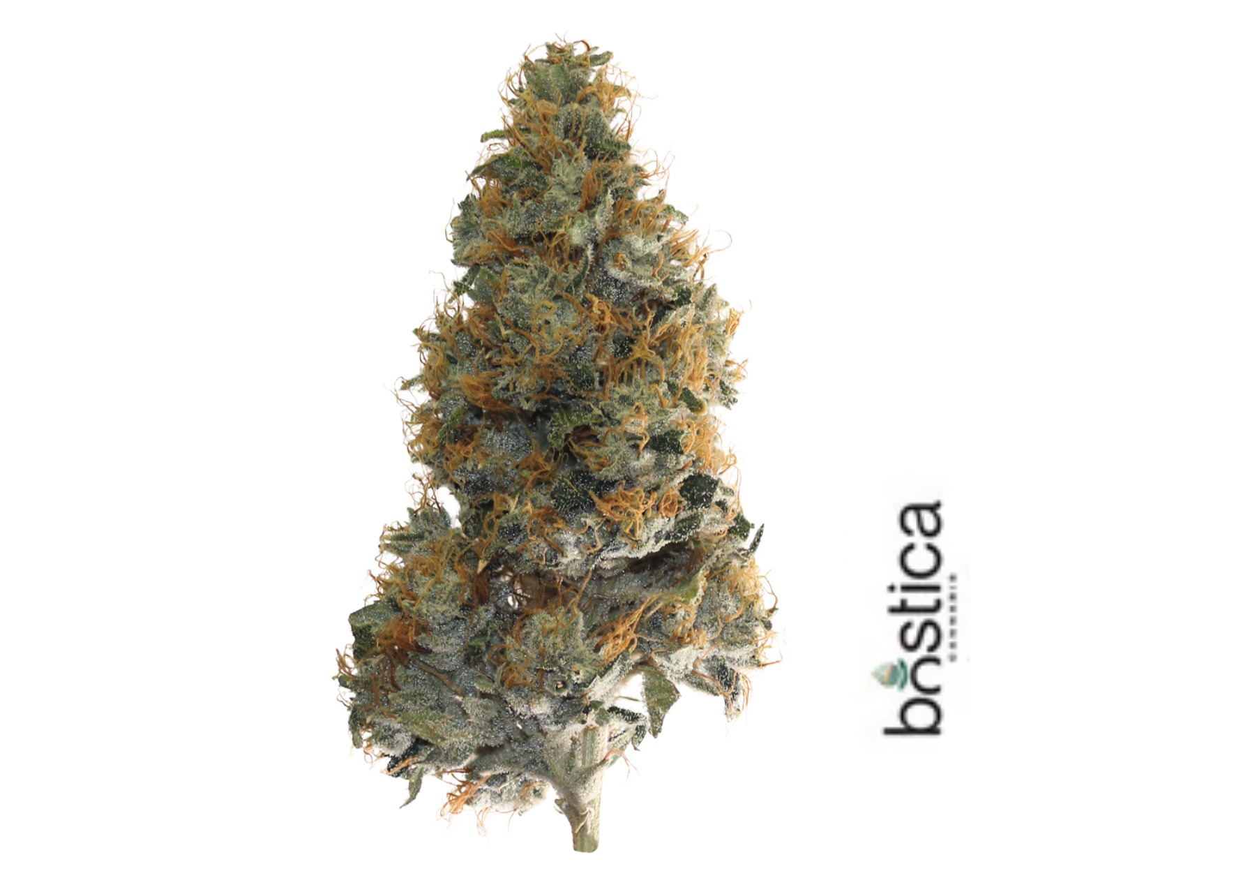 Godfather Og