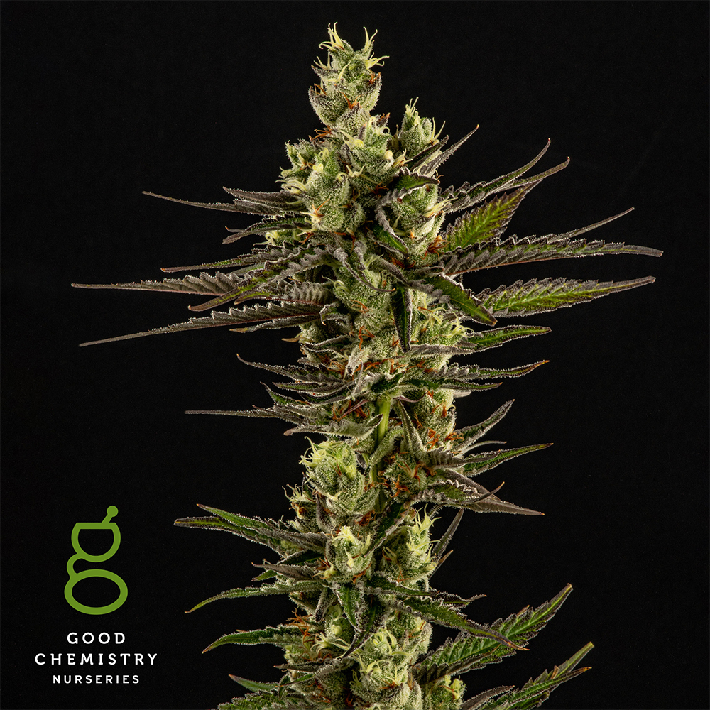 Sour Amnesia