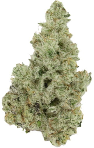 Flower Case | Pre-Packed