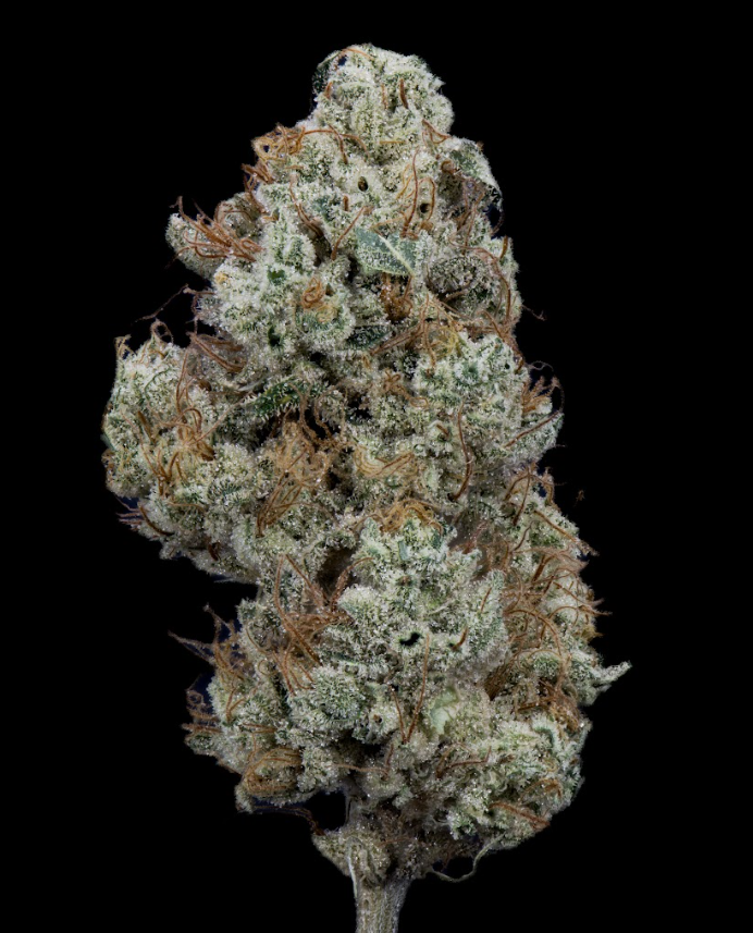 Strawgrease Willy Flower