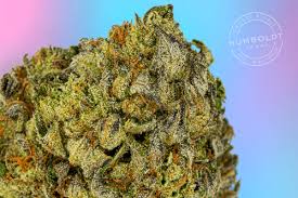 Humboldt Homegrown - Flower: Candy Runtz