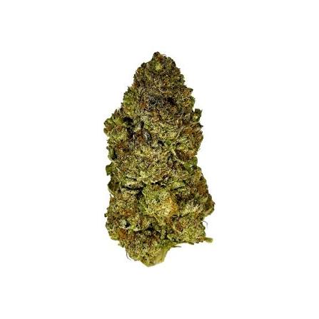 Hammon Tree Growers Candy Fumez Flower