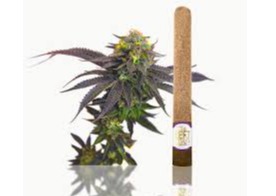 Left Coast | Grape Cookie | Lil Lefty’s Infused | Blunt