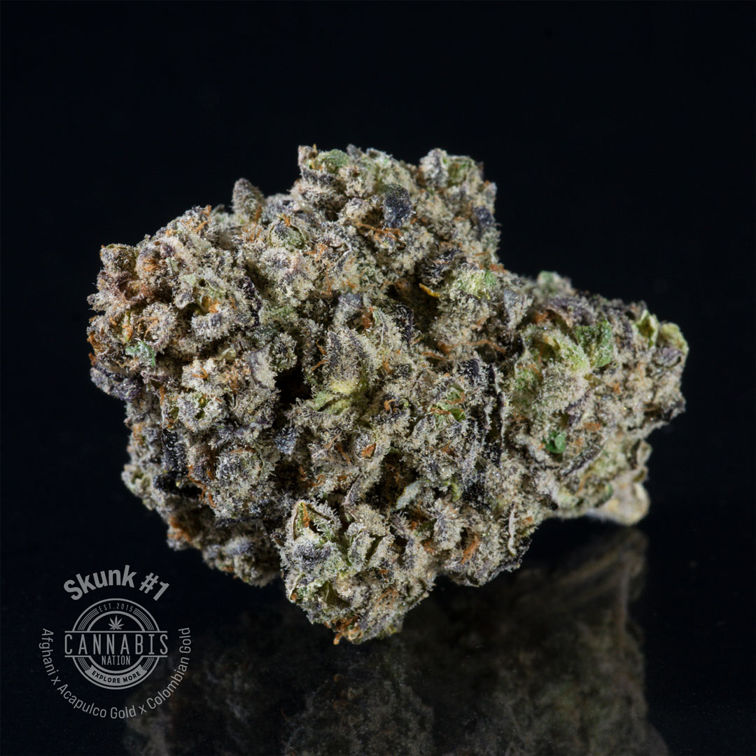 Skunk #1