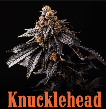 Knucklehead - Chikitaz - 7g Mixed Nugs