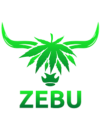 Zebu