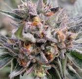 Flower Orange Cherry Gelato