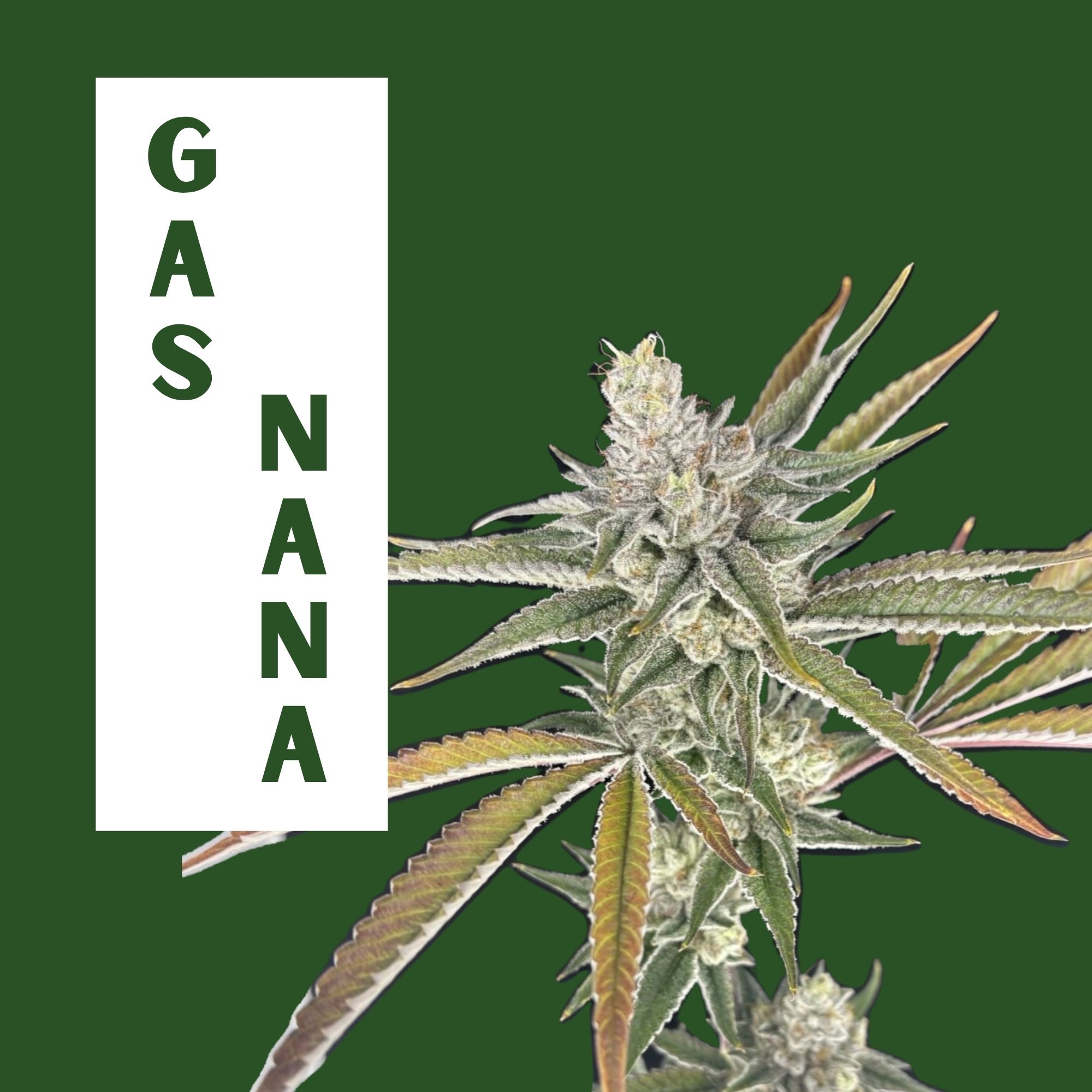Green Lightning | Gas Nana | 3.5g