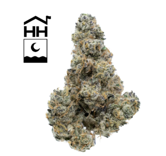 GMO | 3.5g