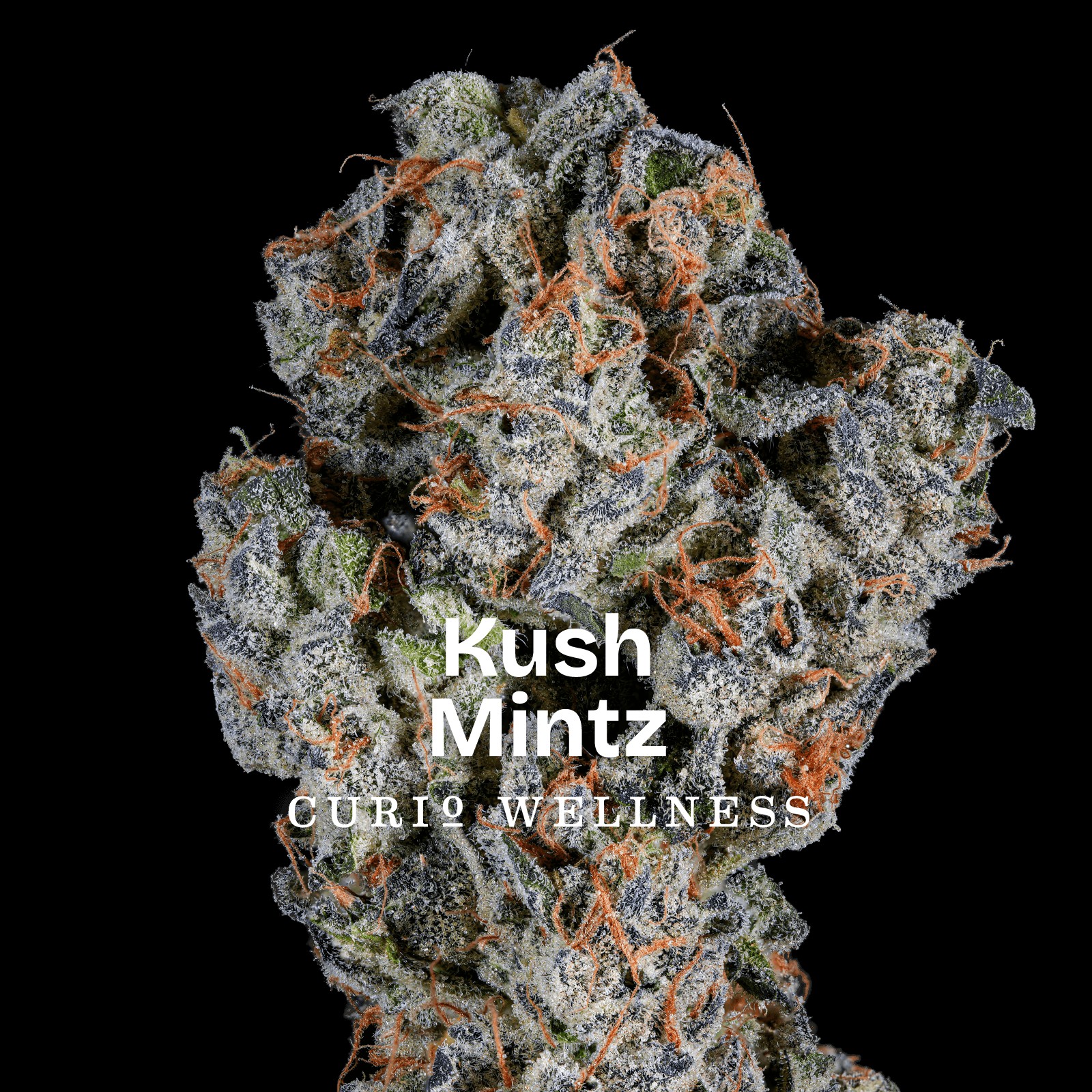 Kush Mints - - Curio
