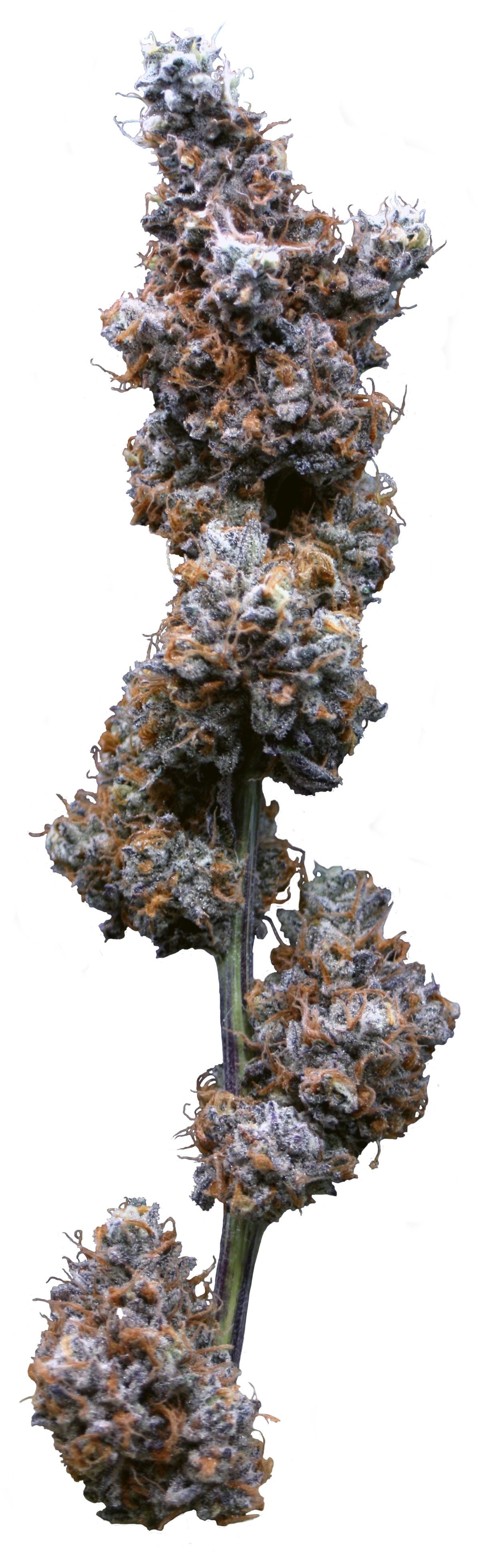 Pure Smorez | 3.5g