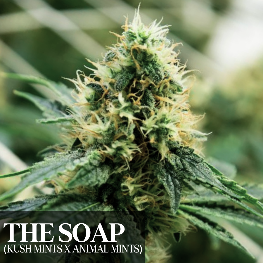 The Soap