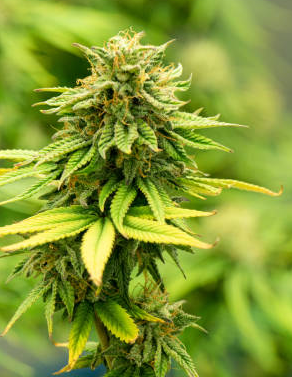 Bryoat Ugly - Coyote's Blood - 3.5g - Flower