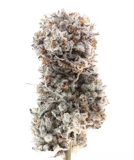 Octane Mintz 3.5G Flower (TAX INCLUDED)