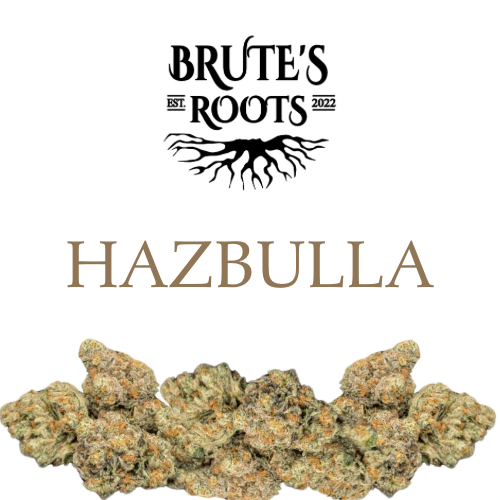 Flower - Hazbulla - Brute's Roots - REC