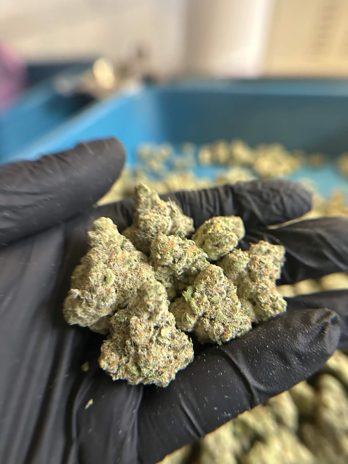 Flower Pineapple Shockwave