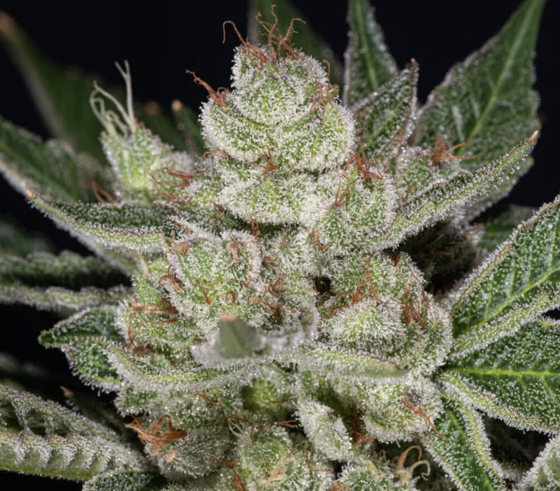 Donny Burger 3.5g