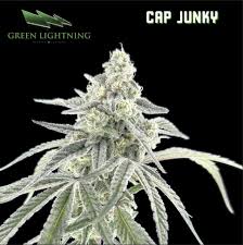 Green Lighting | Flower | Cap Junky | Hybrid - 3.5G