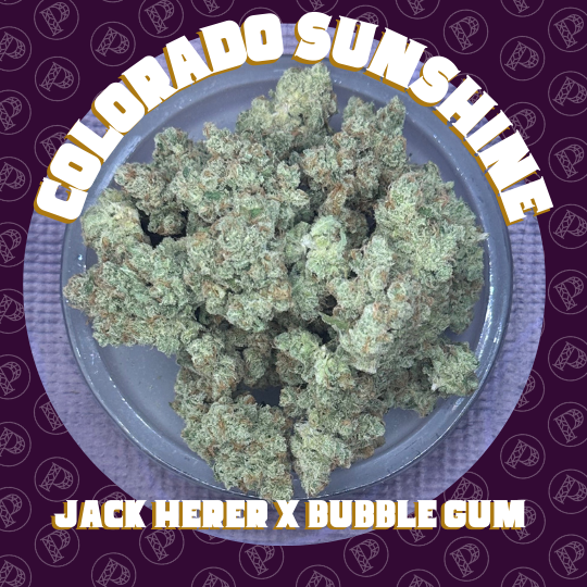 Focus North - COLORADO SUNSHINE - Elite Shelf Flower