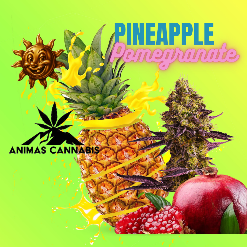 Pineapple Pomegranate  | Animas Cannabis