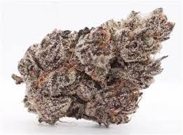 Vanilla Sunshine Halle Berry Flower