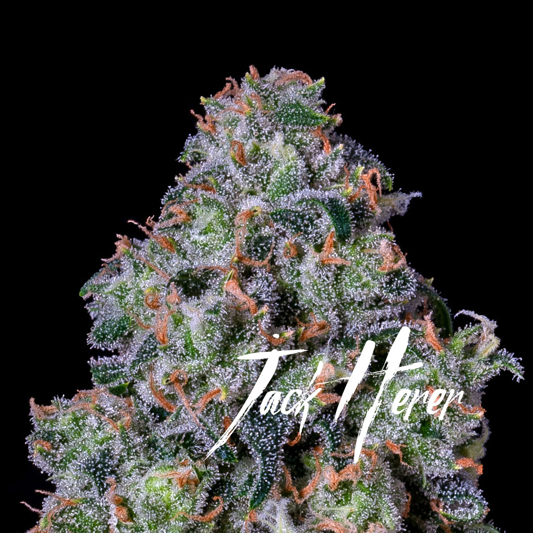 Altsol Jack Herer Bulk Flower
