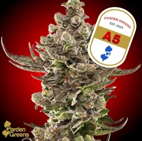 A5 | 7g