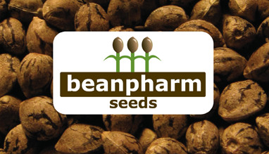 5pk Reg Seeds - Master Kush