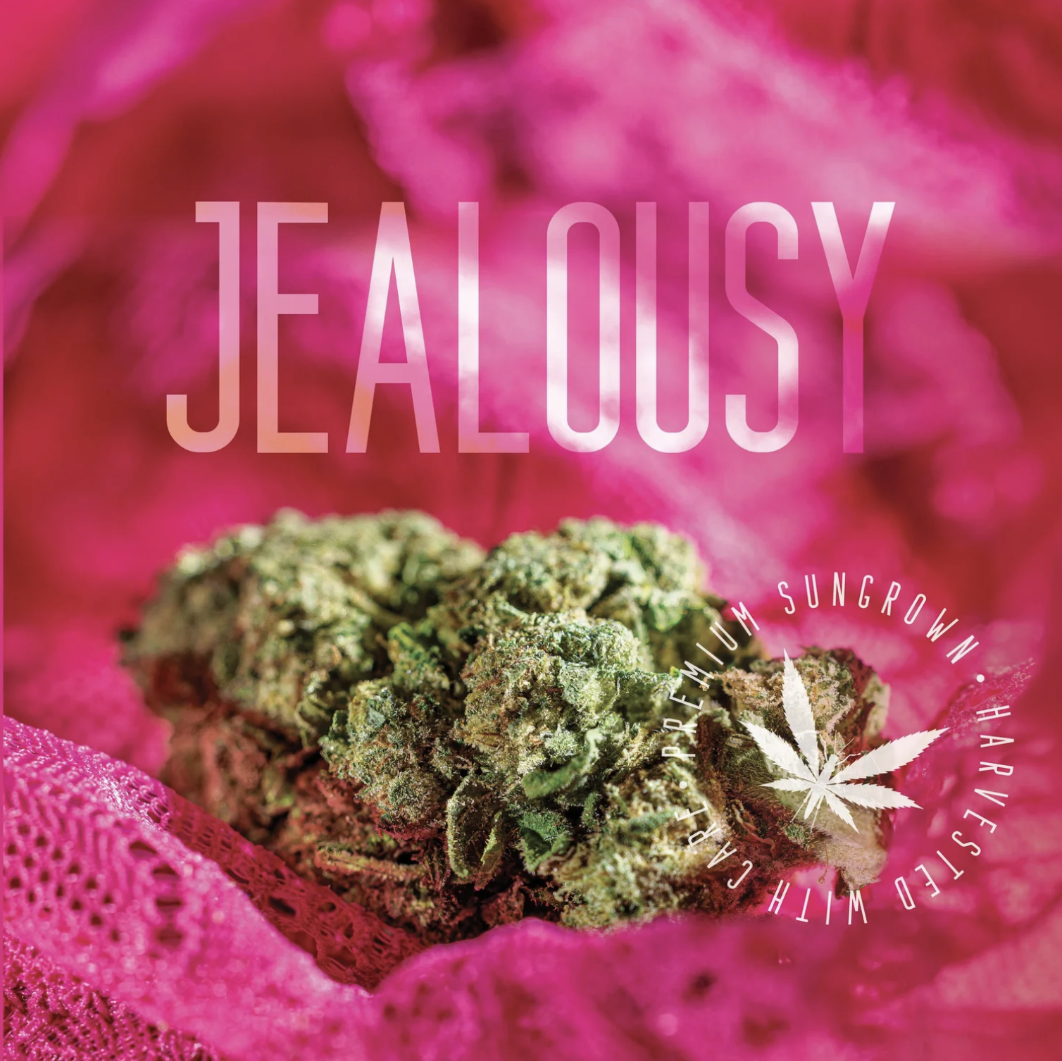 Jealousy | Outdoor | Bulk Flower