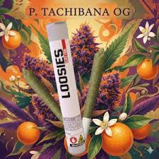 Preroll | P Tachibana OG | Infused | Sativa - 1G