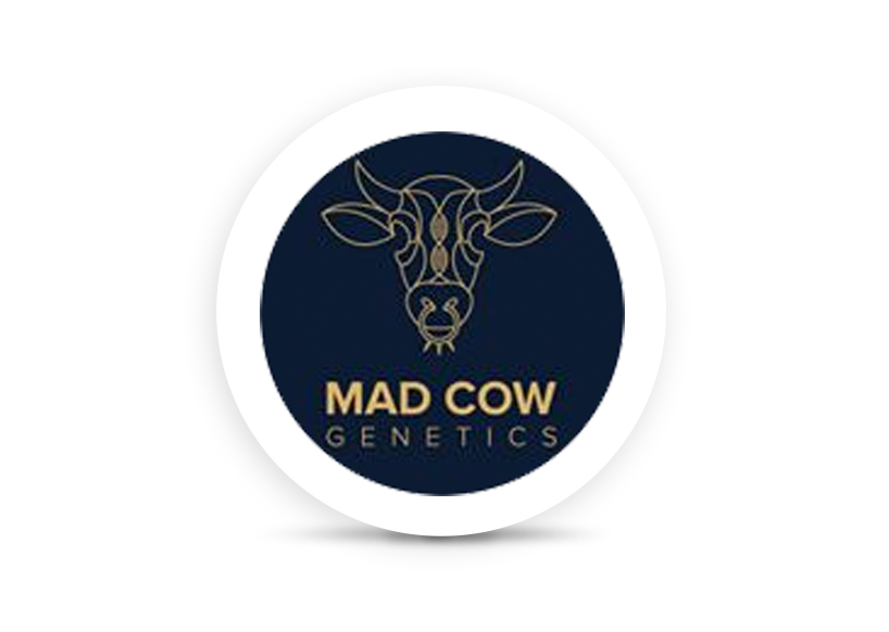 Mad Cow Genetics