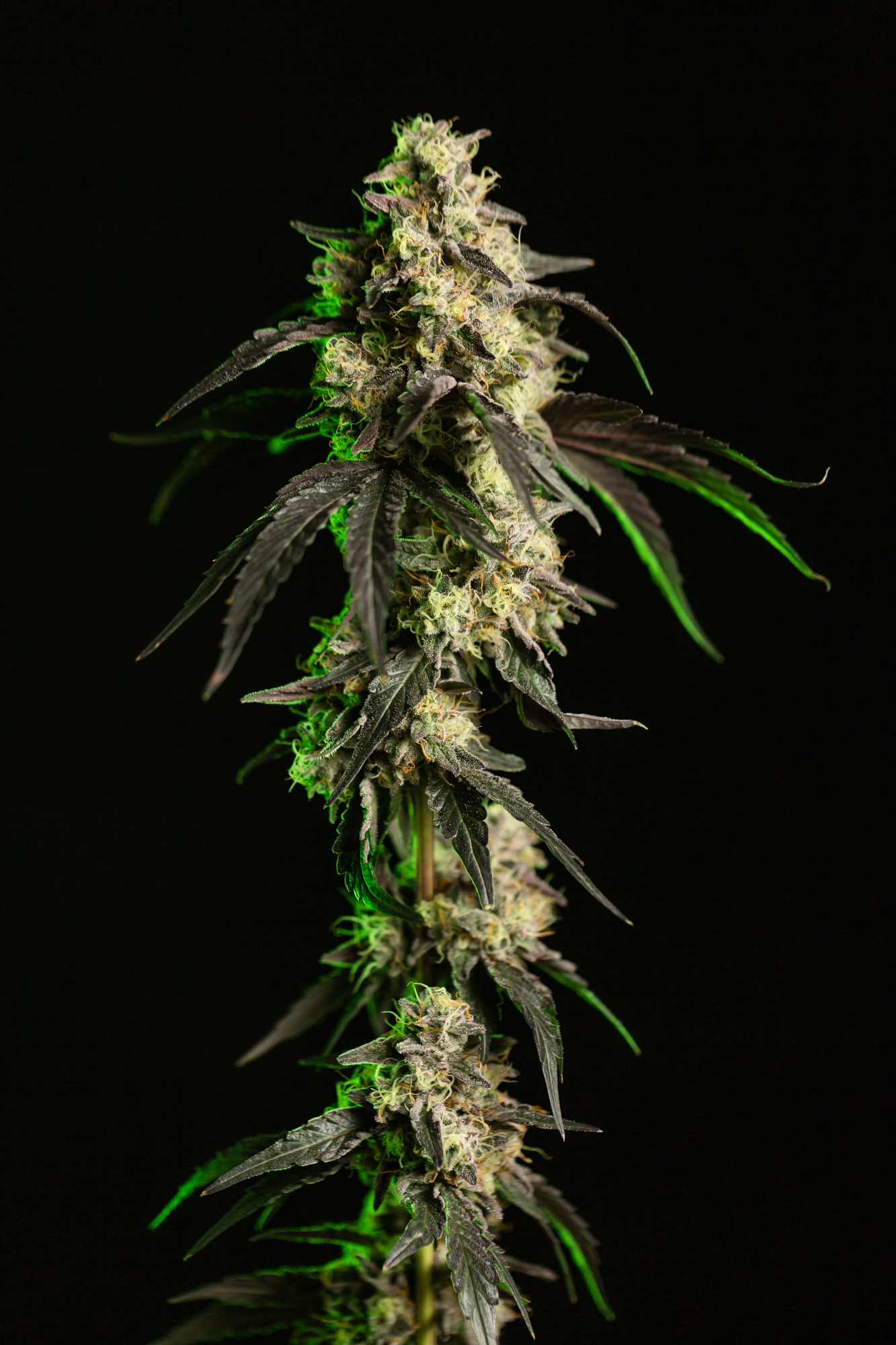 Apple Scotti Pre Roll