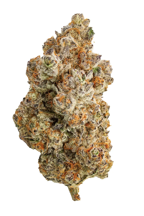 Northern Canna | Frost Monster | 14g