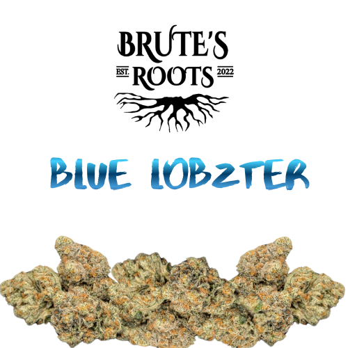 Small Buds - Blue Lobzter  |  MED
