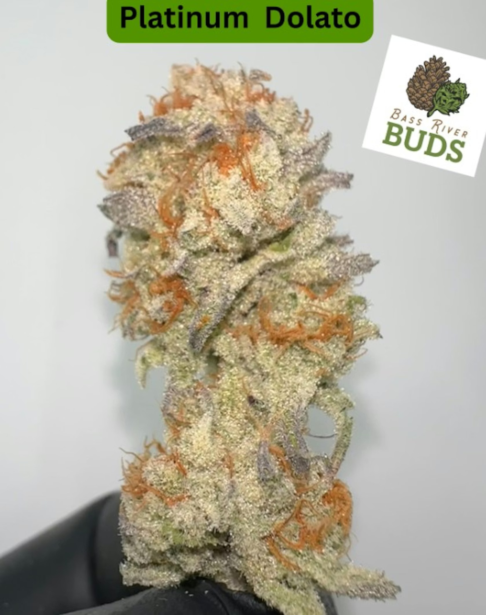 Bass River Buds | Platinum Dolato | Flower | 3.5g (HI)