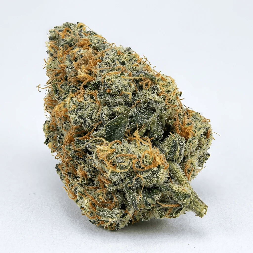 Scotch & Soda: Flower