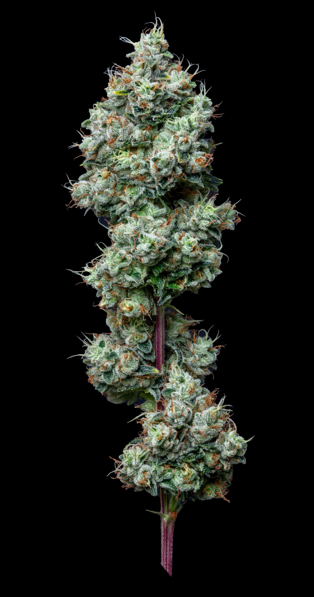 Alt Sol Motorbreath Buds