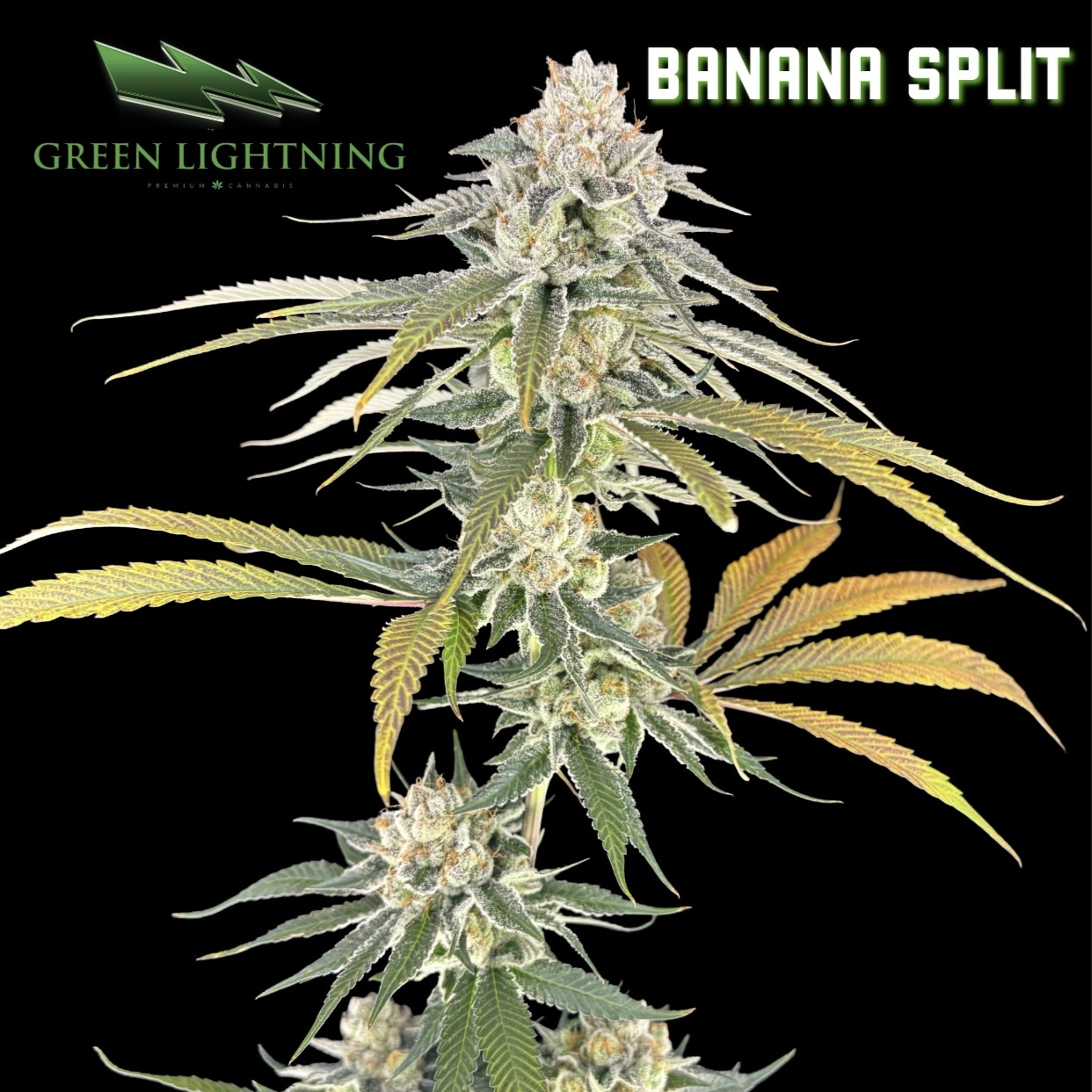 Banana Split | Green Lightning | Flower
