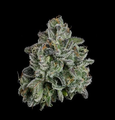 Whoopie Pie Small Buds | Flower | 3.5g