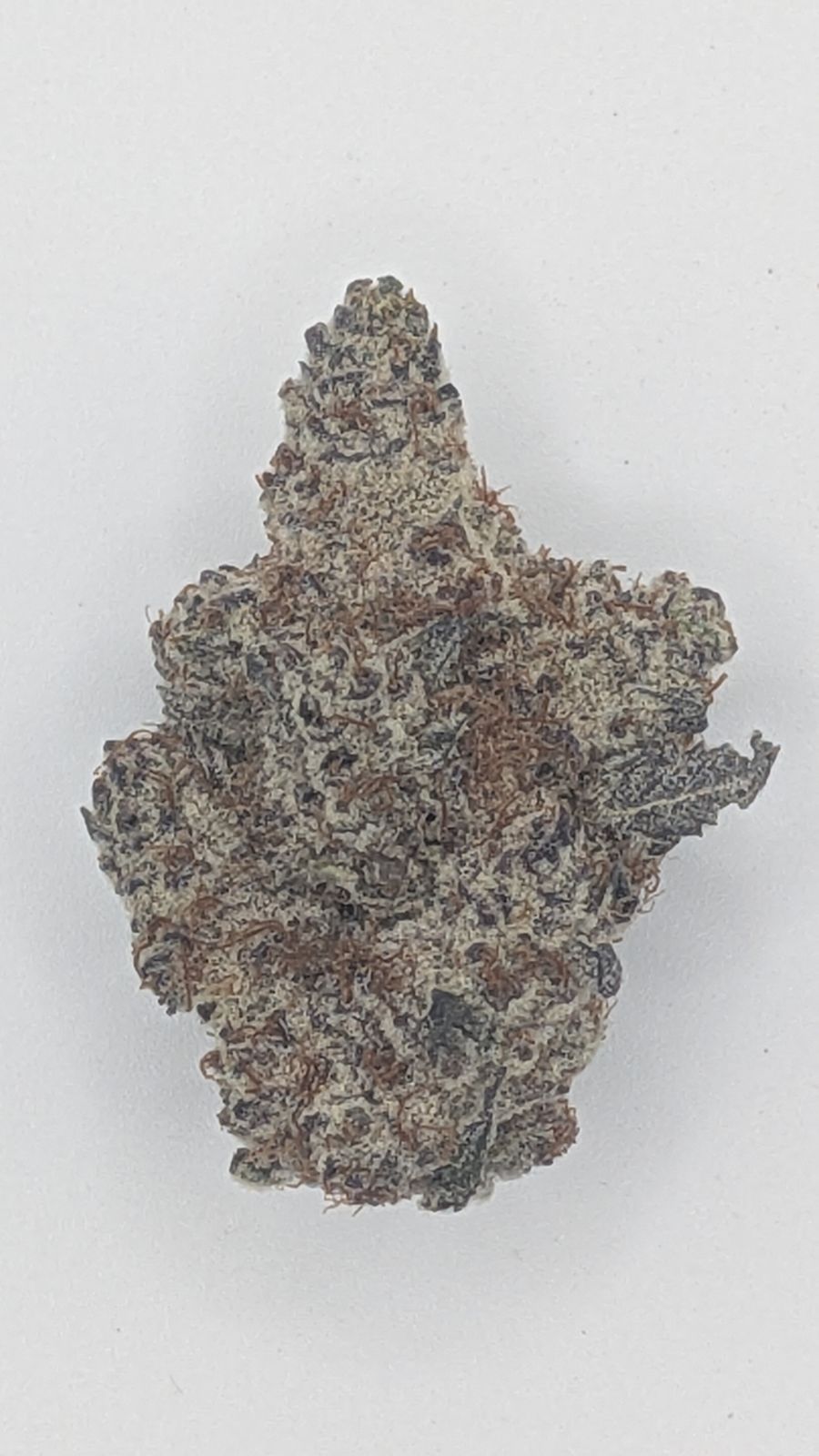 Bonsai - Sugar Factory