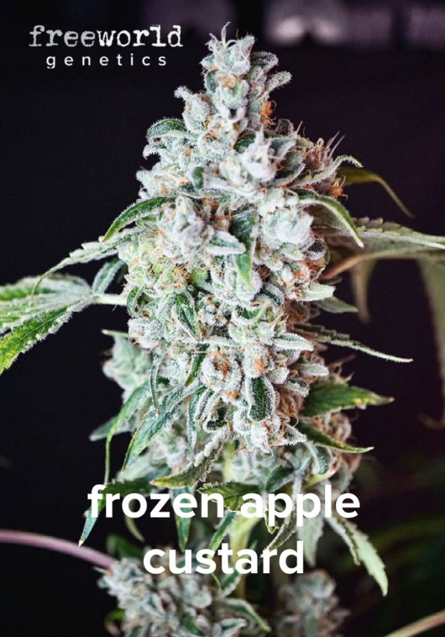 Frozen Apple Custard Seeds 6pk