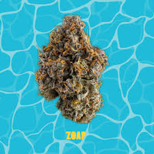 PRE-PACK FLOWER ZOAP (H) 14G