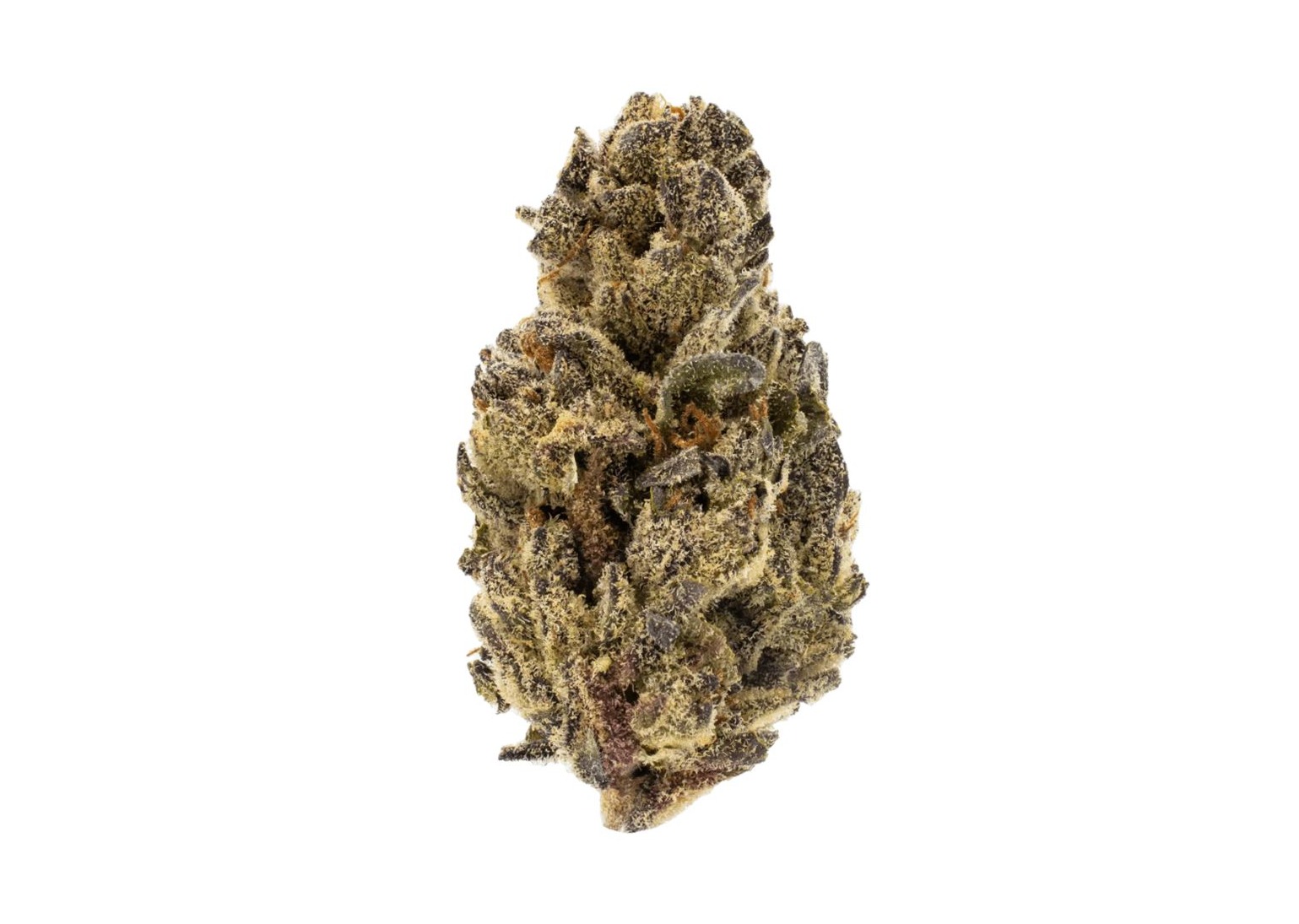 Gold Shelf Gelato