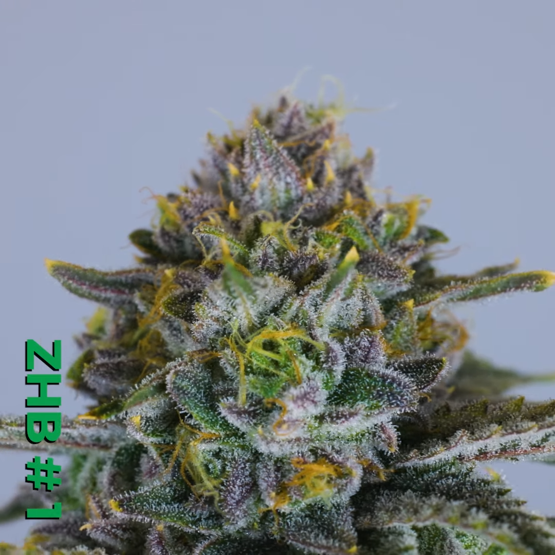 Freshy Fine Flower - ZHB