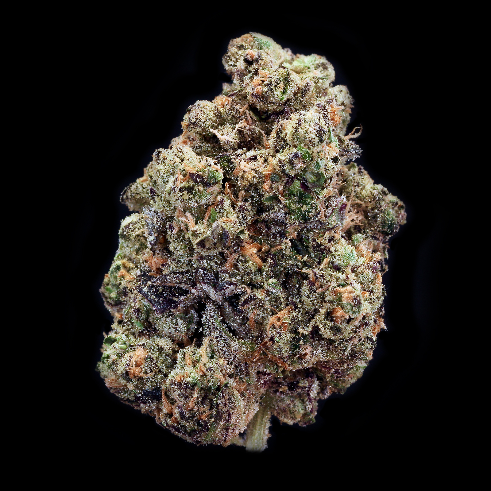 Gl Bud Spritzer