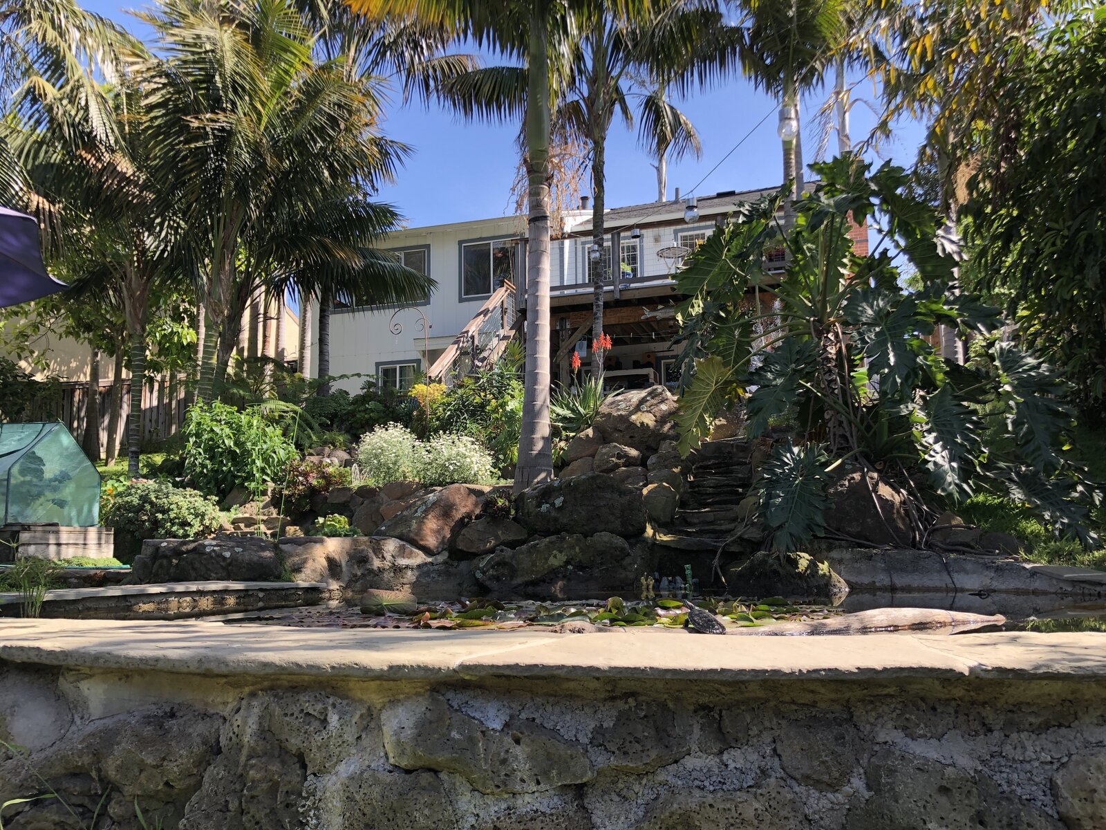 29 Palms - Palm laden property in Richmond Modern Home in Richmond… - Vimarsana News