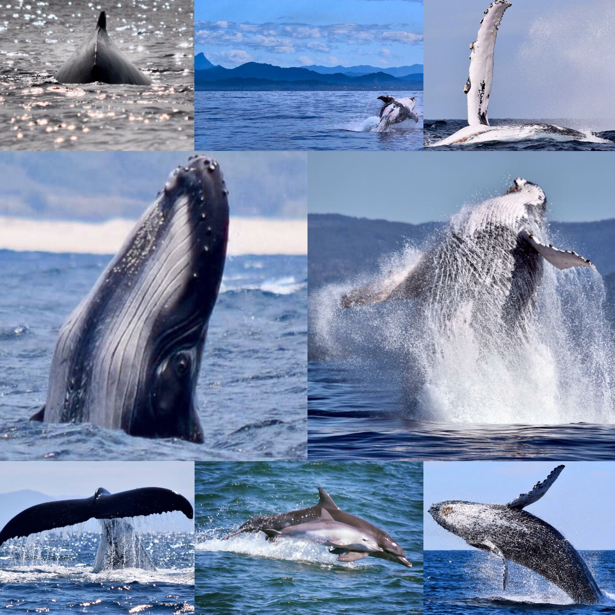 The best time of year for whale watching in Byron Bay