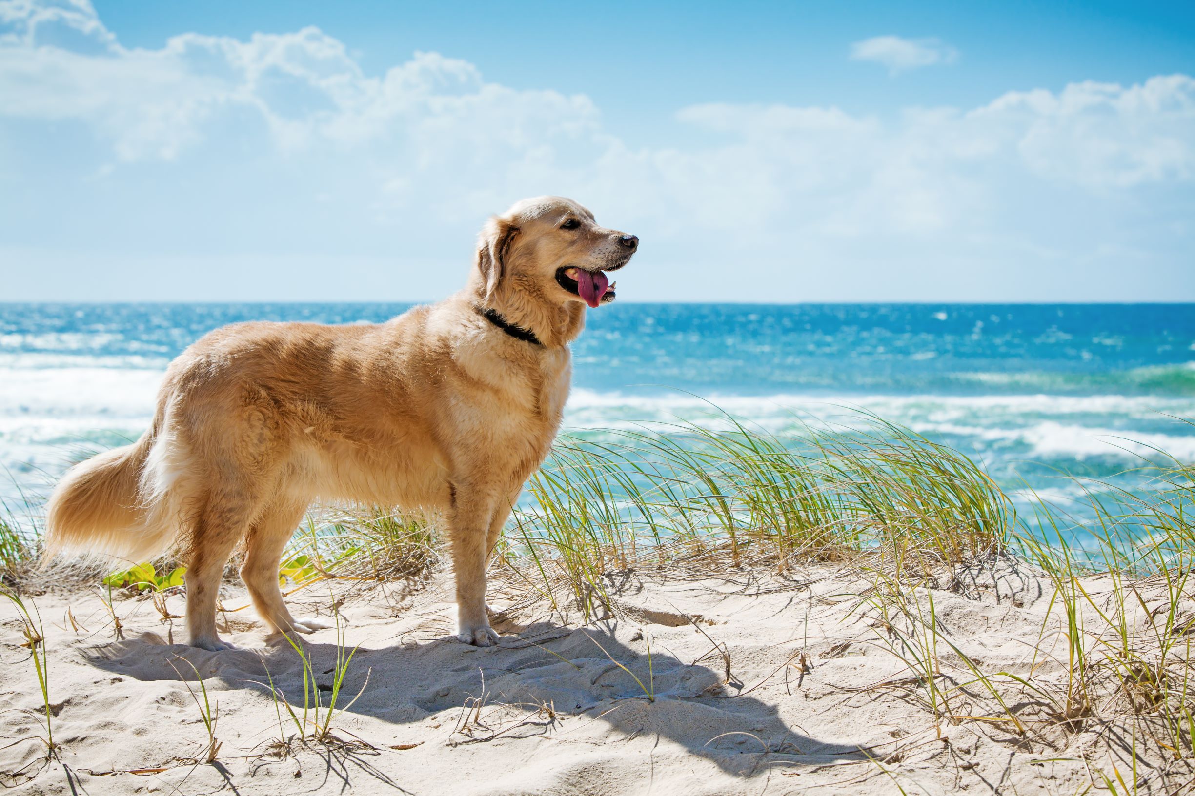 Family and Fur-Baby Friendly Things to do in Byron Bay