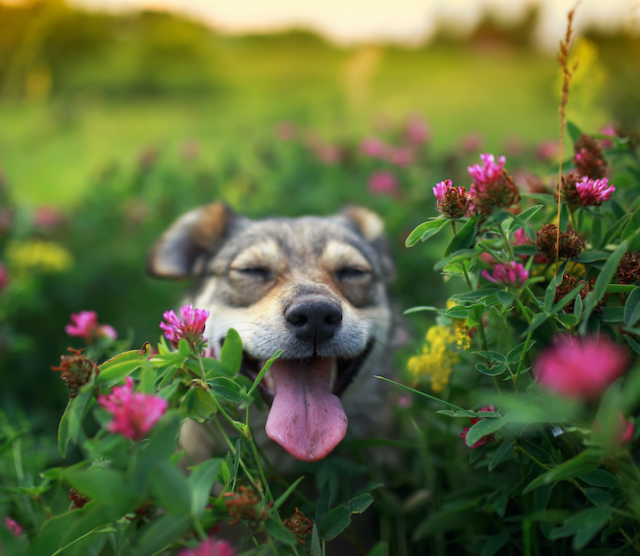 NOT ALL PLANTS ARE FRIENDLY FOR YOUR PET