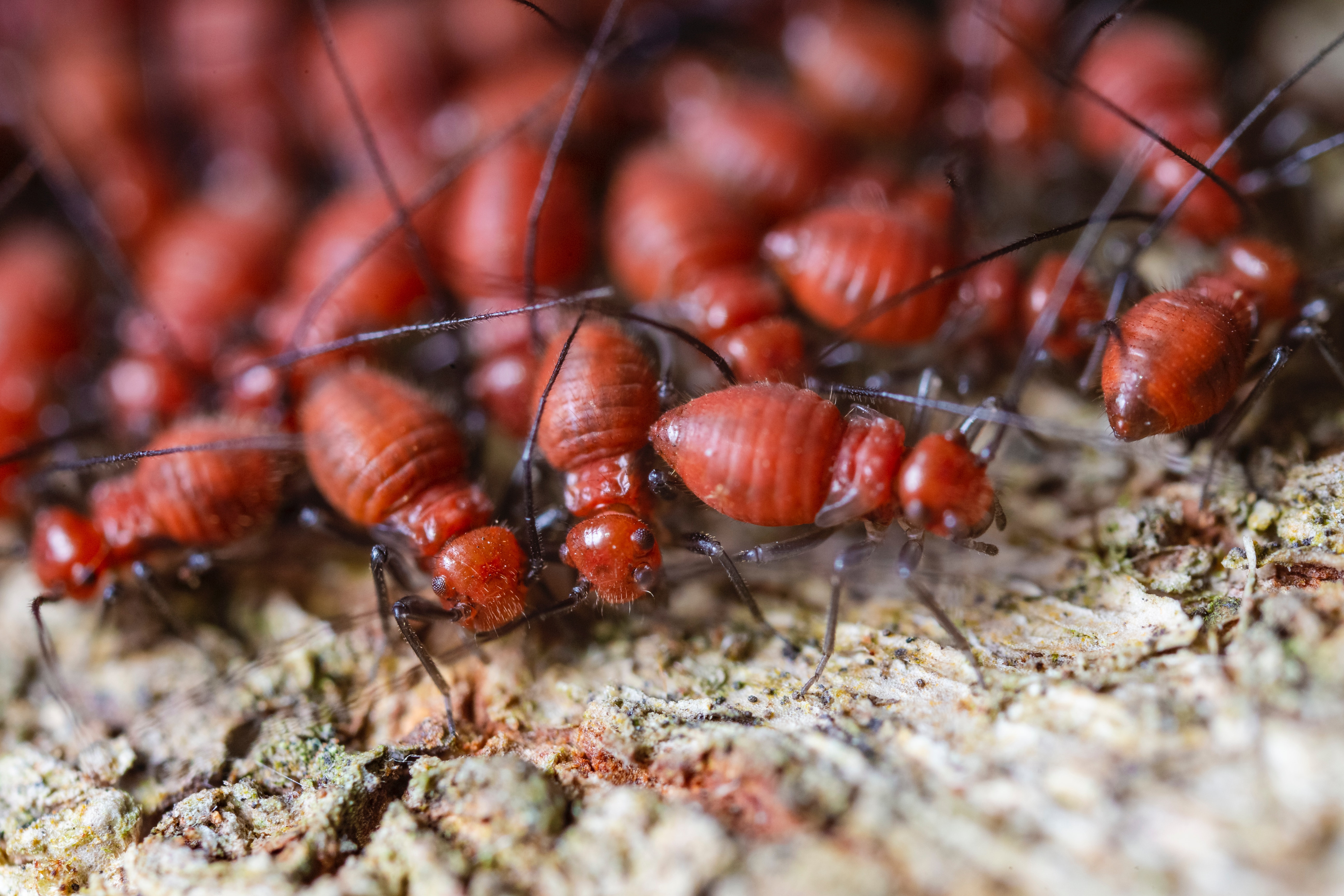 When was your last Termite Inspection?